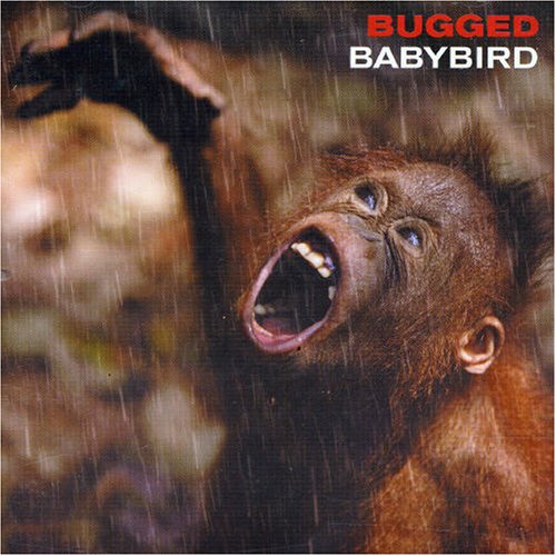 Babybird image and pictorial