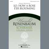 Download or print Lo, How A Rose E'er Blooming Sheet Music Printable PDF 11-page score for Traditional / arranged SATB Choir SKU: 97824.